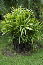 Rhapis excelsa
