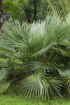 Sabal minor