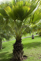 Sabal palmetto