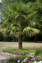 Trachycarpus