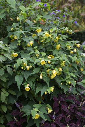 Abutilon-jaune