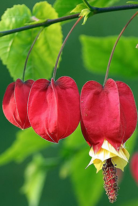 Abutilon-megapotamicum