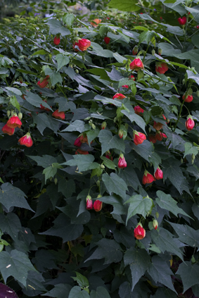 Abutilon-rouge