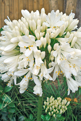Agapanthus-blanc