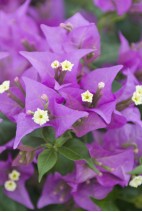 Bougainvillea-Sanderiana_2-vig