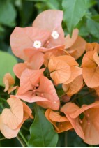 Bougainvillea-orange
