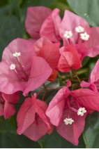 Bougainvillea-rose 