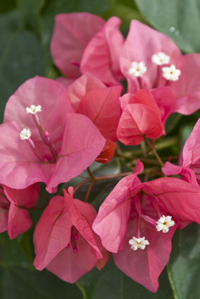 Bougainvillea-rose