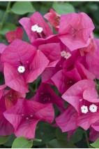 Bougainvillea-rouge 