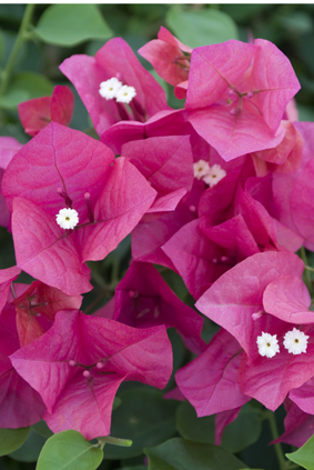 Bougainvillea-rouge