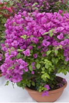 Bougainvillea-sanderiana