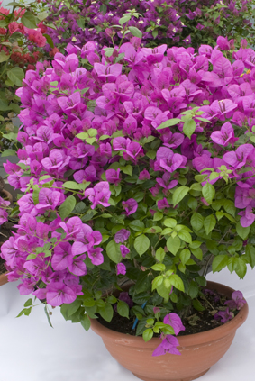 Bougainvillea-sanderiana