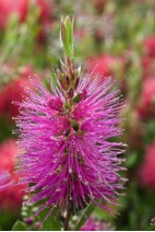 Callistemon-rose