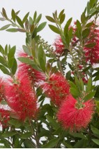 Callistemon-rouge