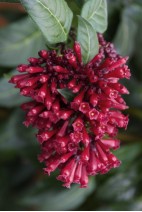 Cestrum-purpureum