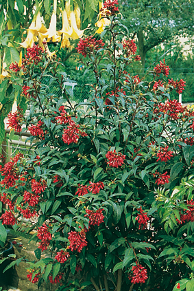 Cestrum