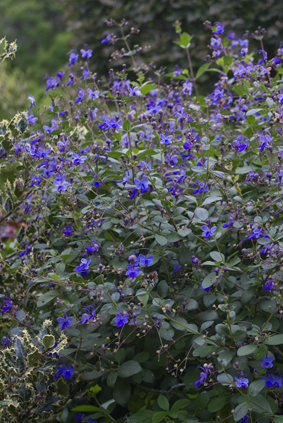 Clerodendron-Ugandense
