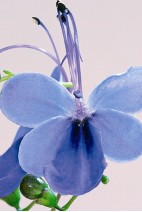 Clerodendron ugandense