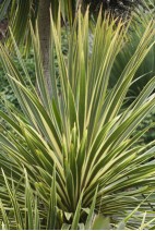 Cordyline-panache
