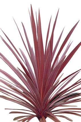 Cordyline-rouge
