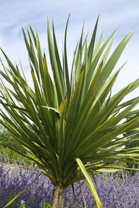 Cordyline-vert
