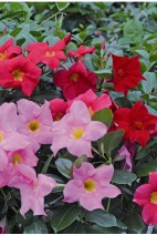 Dipladenia fleurs