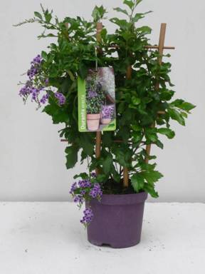 Duranta plante élégante et parfumée