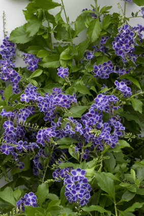 Duranta