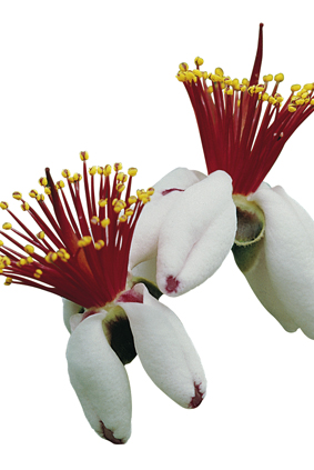 Fleurs de Feijoa