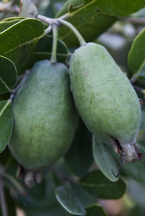Fruits de Feijoa