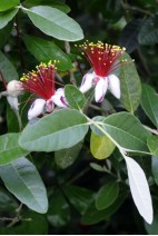 Feijoa Acca sellowiana