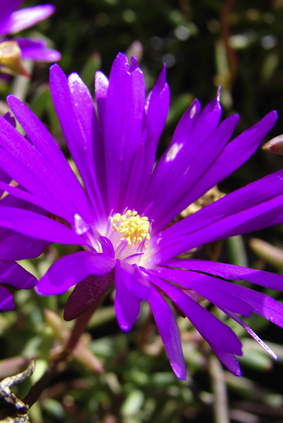 Ficoide mauve