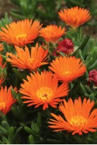Ficoide orange