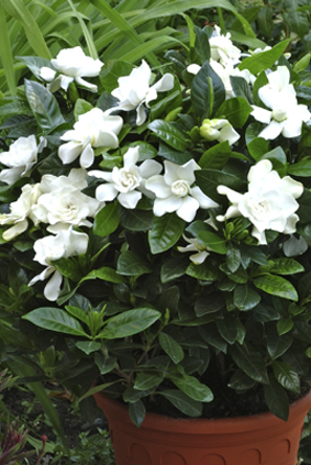 Gardenia