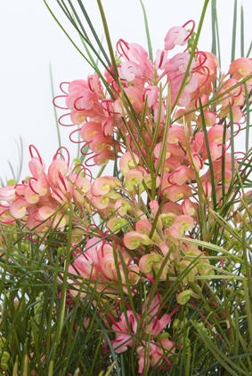 Grevillea Coastal Glow