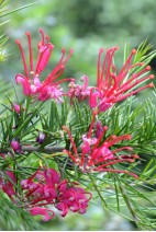 Fleur de Grevillea