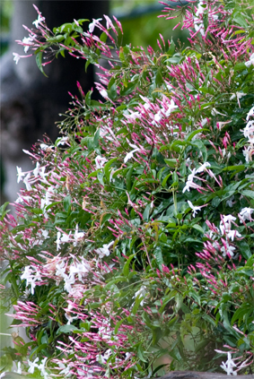 Jasmin-rose