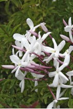 Jasminum polyanthum