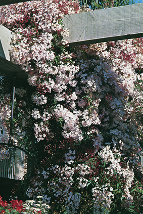 Jasminum polyanthum en situation