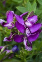 Fleur de polygala