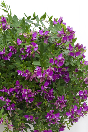 Polygala