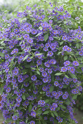 Solanum rantonetti arbre aux gentianes