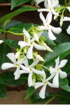 fleur de Trachelospermum