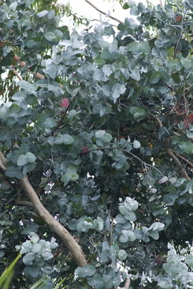 Eucalyptus Gunnii Copyright agrumes de méditerrannée Jacques Moreau