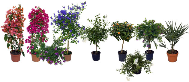 gamme_plantes_medit_630