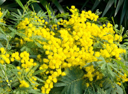 mimosa