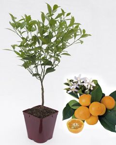 Calamondin certifié Agriculture Biologique BioAgrumes